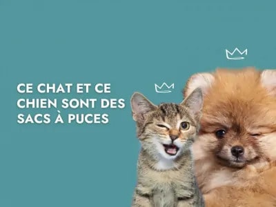 chat-chien-antiparasitaires